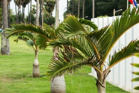 Roystonea regia pálma eladó